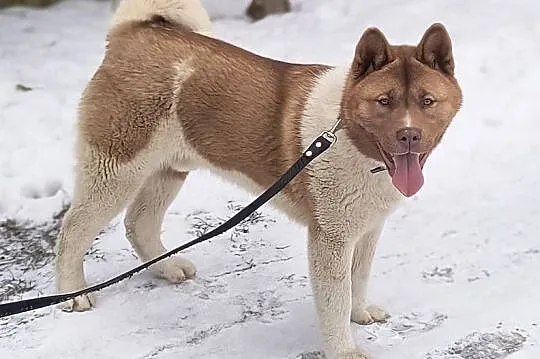 Akita amerykańska, Łódzkie, Opoczno