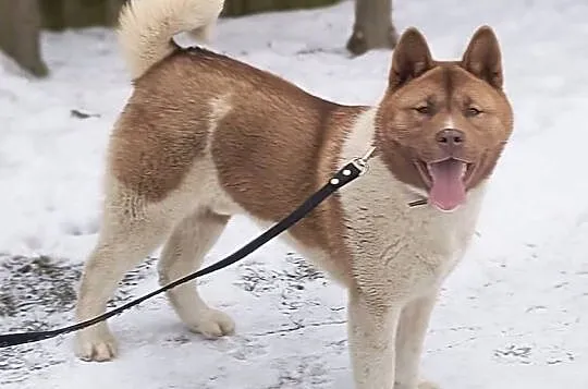 Akita amerykańska, Łódzkie, Opoczno