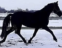 klacz 3 lata super ruch, ,