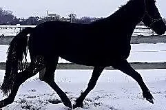 klacz 3 lata super ruch, , 