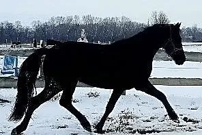 klacz 3 lata super ruch, , 