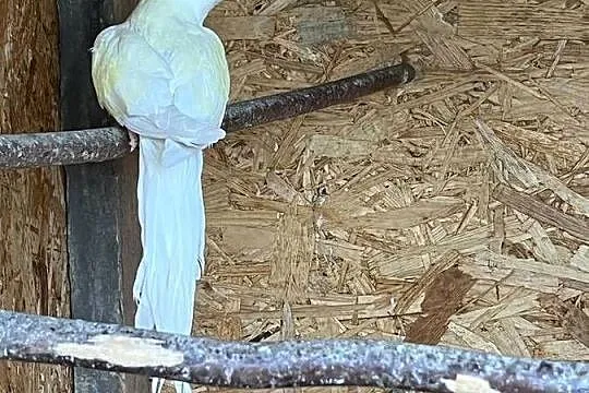 Samica aleksandretta obrożna 23r cremino, Mazowieckie, Chomentów-Puszcz