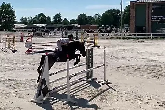 6cio letni wałach po Ulco/Voltaire, gotowy na 120cm.