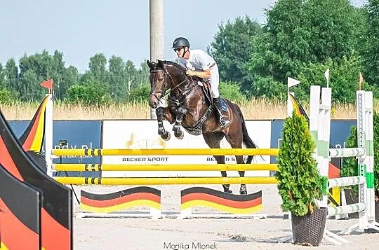 6cio letni wałach po Ulco/Voltaire, gotowy na 120cm., Łódzkie, Zgierz