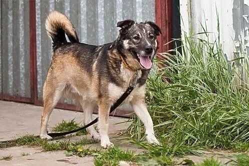 Adoptuj Helę! ,  Kundelki cała Polska