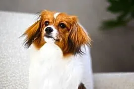 Phalène, Spaniel Kontynentalny Miniaturowy - suczka szczeniak