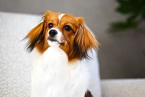Phalène, Spaniel Kontynentalny Miniaturowy - suczka szczeniak