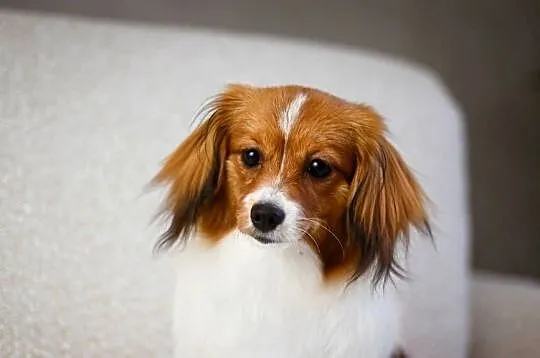 Phalène, Spaniel Kontynentalny Miniaturowy - suczka szczeniak, Mazowieckie, Konstancin-Jeziorna