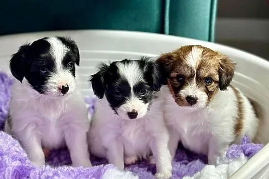 Phalène, Spaniel Kontynentalny Miniaturowy - suczka szczeniak, Mazowieckie, Konstancin-Jeziorna