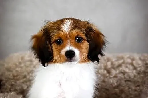 Phalène, Spaniel Kontynentalny Miniaturowy - suczka szczeniak, Mazowieckie, Konstancin-Jeziorna