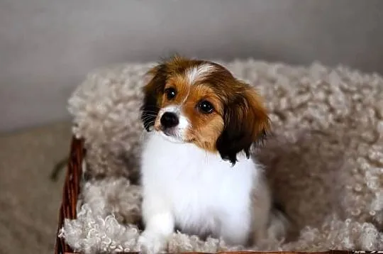 Phalène, Spaniel Kontynentalny Miniaturowy - suczka szczeniak, Mazowieckie, Konstancin-Jeziorna