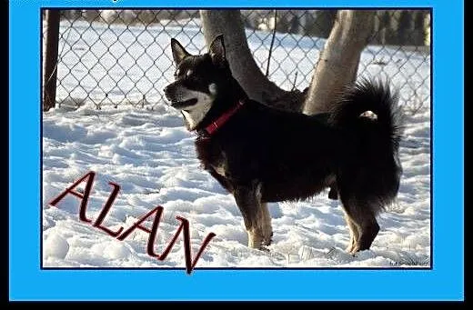 Alan -mix shiby Adopcja !, małopolskie Kraków