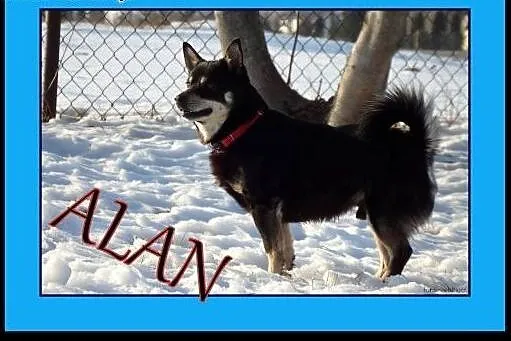 Alan -mix shiby Adopcja !, małopolskie Kraków