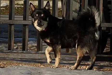 Alan -mix  shiby Adopcja !,  małopolskie Kraków