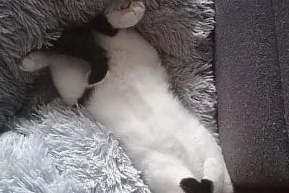 Oreo szuka domu, Łódzkie, Łódź
