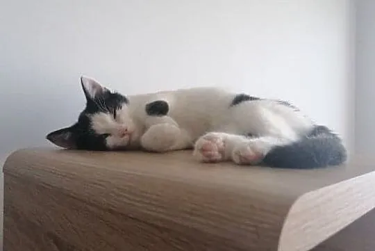 Oreo szuka domu, Łódzkie, Łódź