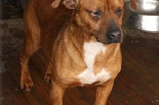 Rudi - mix boksera szuka domu ,  łódzkie Łódź