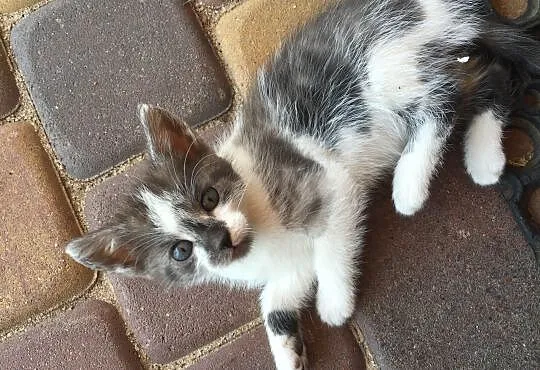 Dwie małe kotki do adopcji