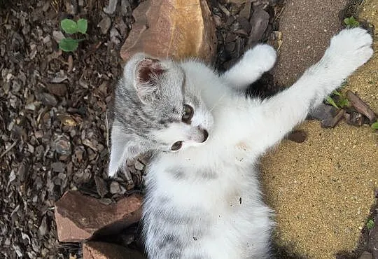 Dwie małe kotki do adopcji