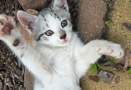 Dwie małe kotki do adopcji