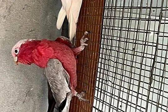 Kakadu Różowe samica, Śląskie, Rogów