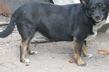 Migotka   przyjaciel dla całej rodziny  ,  mazowie