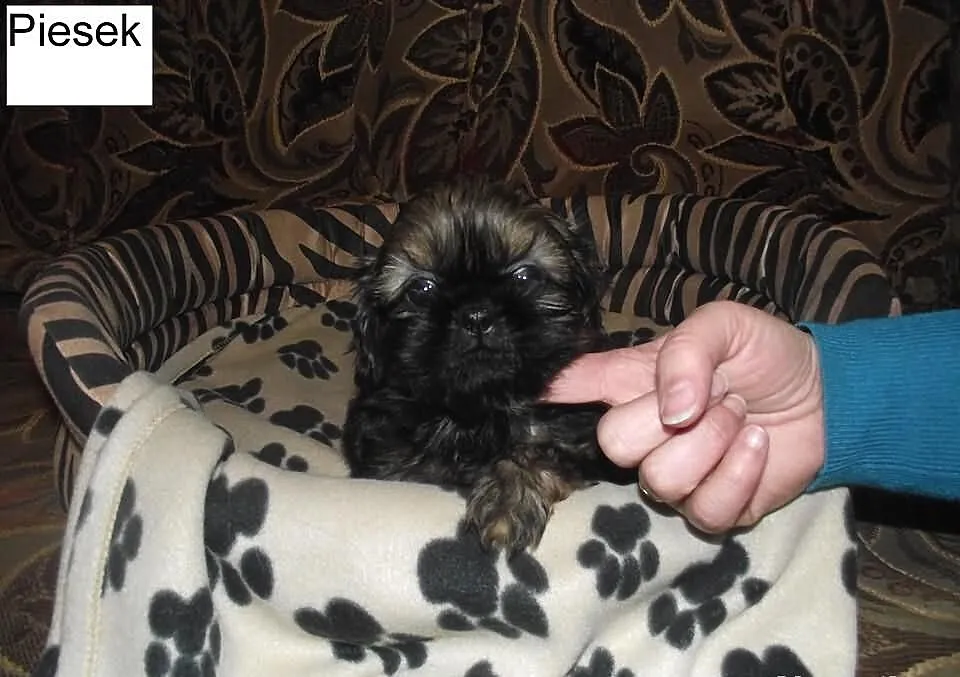 Śliczny piesek shih-tzu