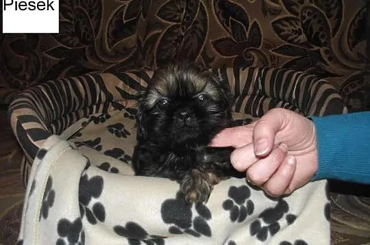 Śliczny piesek shih-tzu