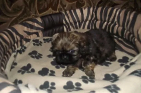 Śliczny piesek shih-tzu
