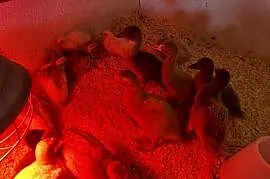 Sprzedam indyki staropolskie, kaczki piżmowe oraz perliczki