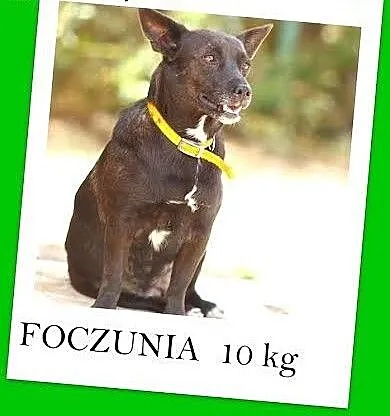 3 lata,mała,jamnikowata,czekoladowa suczka FOCZKA.