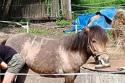 Zmieni stajnie klacz kuca, Zachodniopomorskie, Grzybno