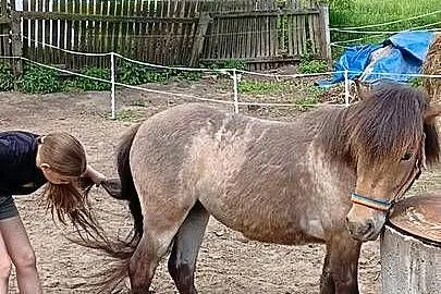 Zmieni stajnie klacz kuca, Zachodniopomorskie, Grzybno