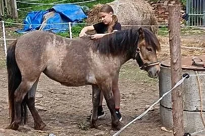Zmieni stajnie klacz kuca, Zachodniopomorskie, Grzybno