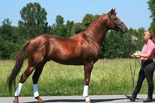 Stanówka ogierem Justus (Bekas po Divisior xx/Jura