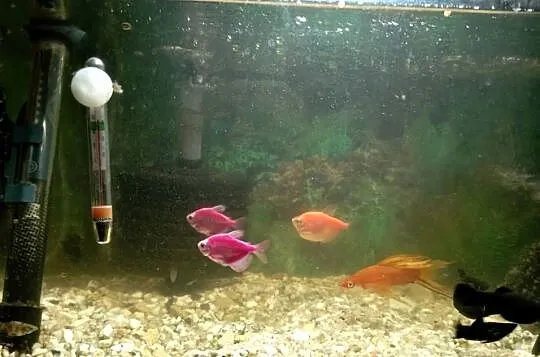 Sprzedam akwarium 50l+ rybki, Łódzkie, Kutno