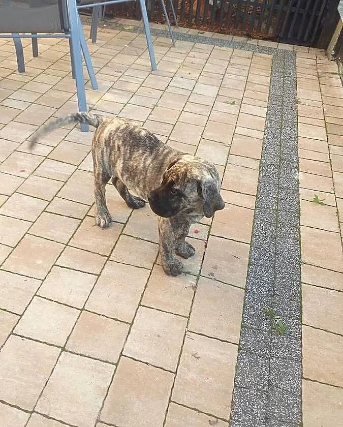 Presa canario dog kanaryjski szczeniak, Mazowieckie, Warszawa