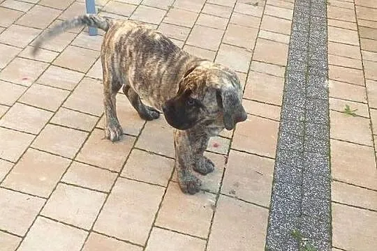 Presa canario dog kanaryjski  szczeniak, Mazowieckie, Warszawa