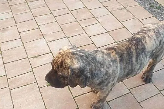 Presa canario dog kanaryjski  szczeniak, Mazowieckie, Warszawa