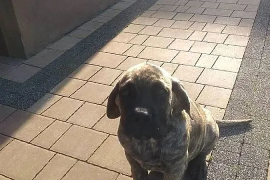 Presa canario dog kanaryjski  szczeniak, Mazowieckie, Warszawa