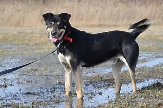 Ringo - amator piłek i aportowania !