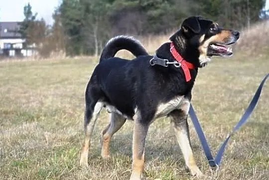 Ringo - amator piłek i aportowania !