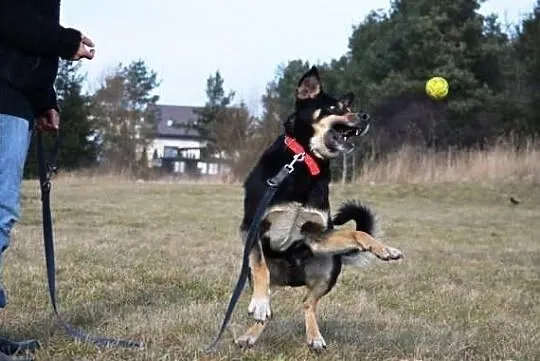 Ringo - amator piłek i aportowania !