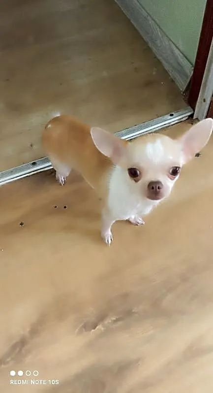 Suczka Chihuahua 1.2 kg 2lata, Śląskie, Bytom