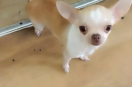 Suczka Chihuahua 1.2 kg 2lata, Śląskie, Bytom