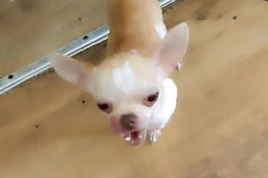 Suczka Chihuahua 1.2 kg 2lata, Śląskie, Bytom