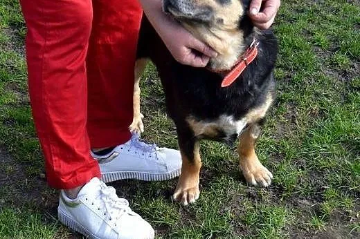 Kocham wszystkich, a kto pokocha mnie? Niewielki pieszczoch do adopcji!,  Kundelki cała Polska, 