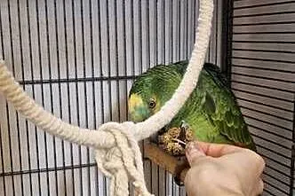 Sprzedam papugę Amazonka niebieskoczęlna, Śląskie, Gliwice
