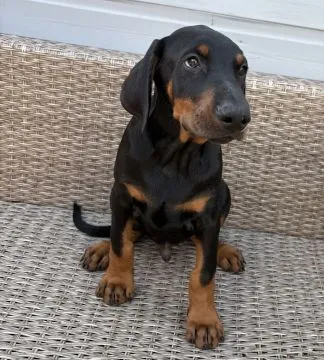 Szczenięta Dobermana | Zarejestrowane w Kennel Club | Szukają Domów Na Zawsze, , Konstancin-Jeziorna