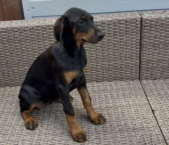 Szczenięta Dobermana | Zarejestrowane w Kennel Club | Szukają Domów Na Zawsze